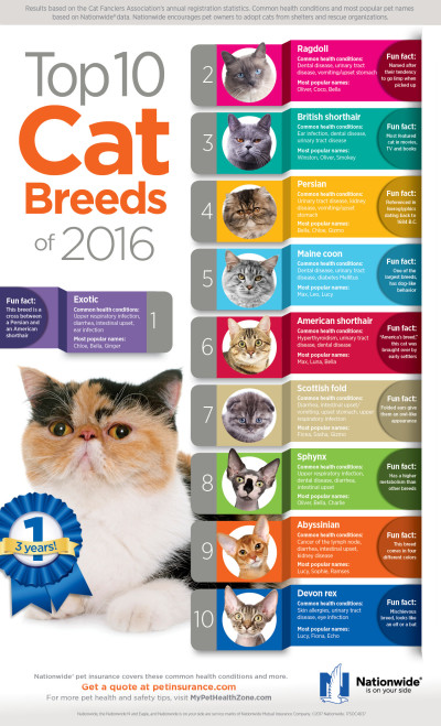 10 most common cat breeds in the world in 2022