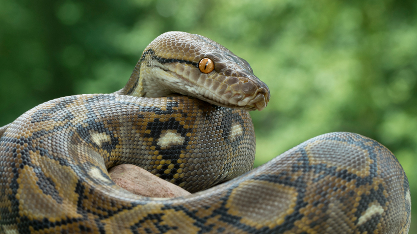 Ball Pythons Pet Health Insurance Tips,Pictures Of Ducks In A Pond