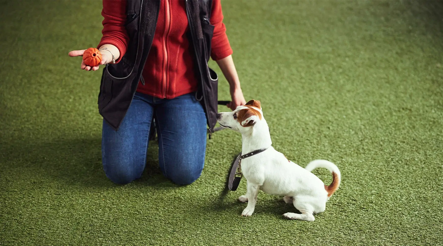 Summer Fostering Thumb3