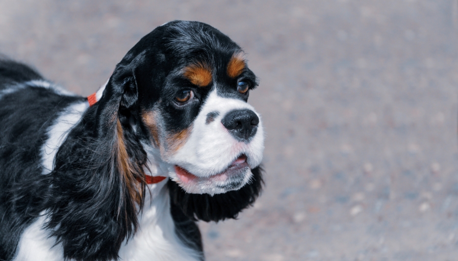 3-Fun fact American cocker spaniel GettyImages-1300910337