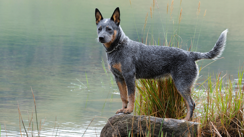different breeds of cattle dogs