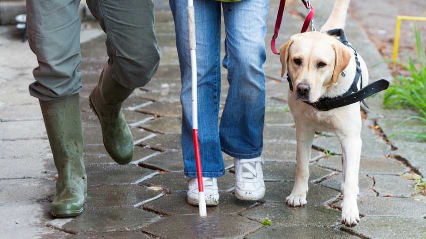 Adopting Guide Dogs