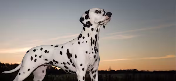 Dalmation image