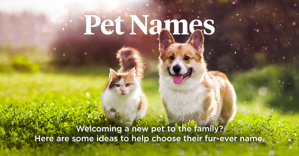 Popular & Unique Pet Names | What to Name Your Cat or Dog