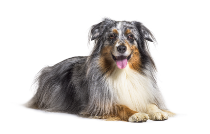 Australian Shepherd Miniature Or Toy standing — health planner for puppies through senior dogs