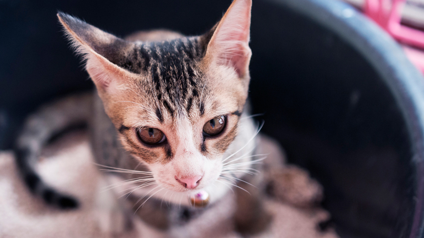 5 Solutions for Litter Box Issues