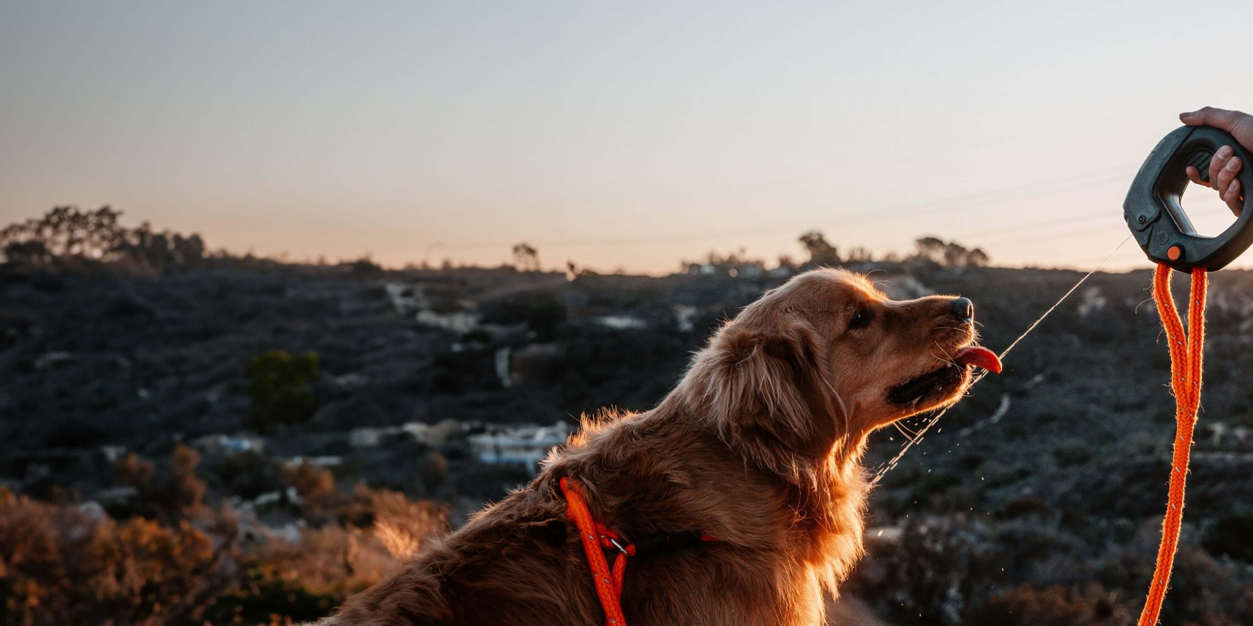 New perk alert: Spleash