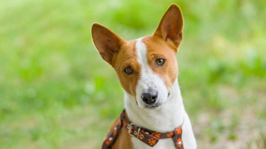 basenji dog