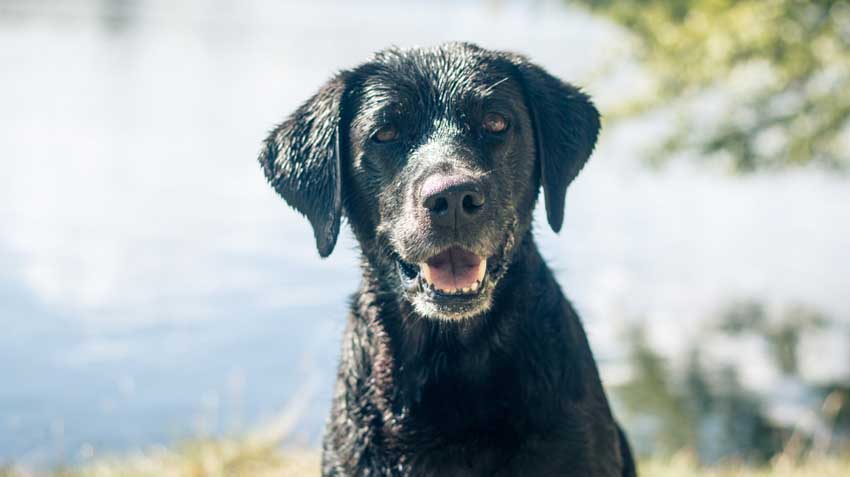 Leptospirosis and Pets