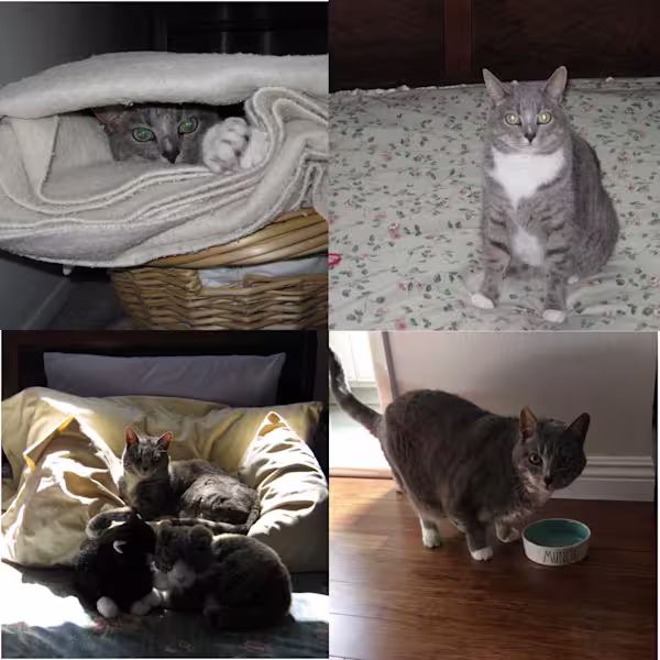Peach-Pet-Cat-Photo-Collage-1