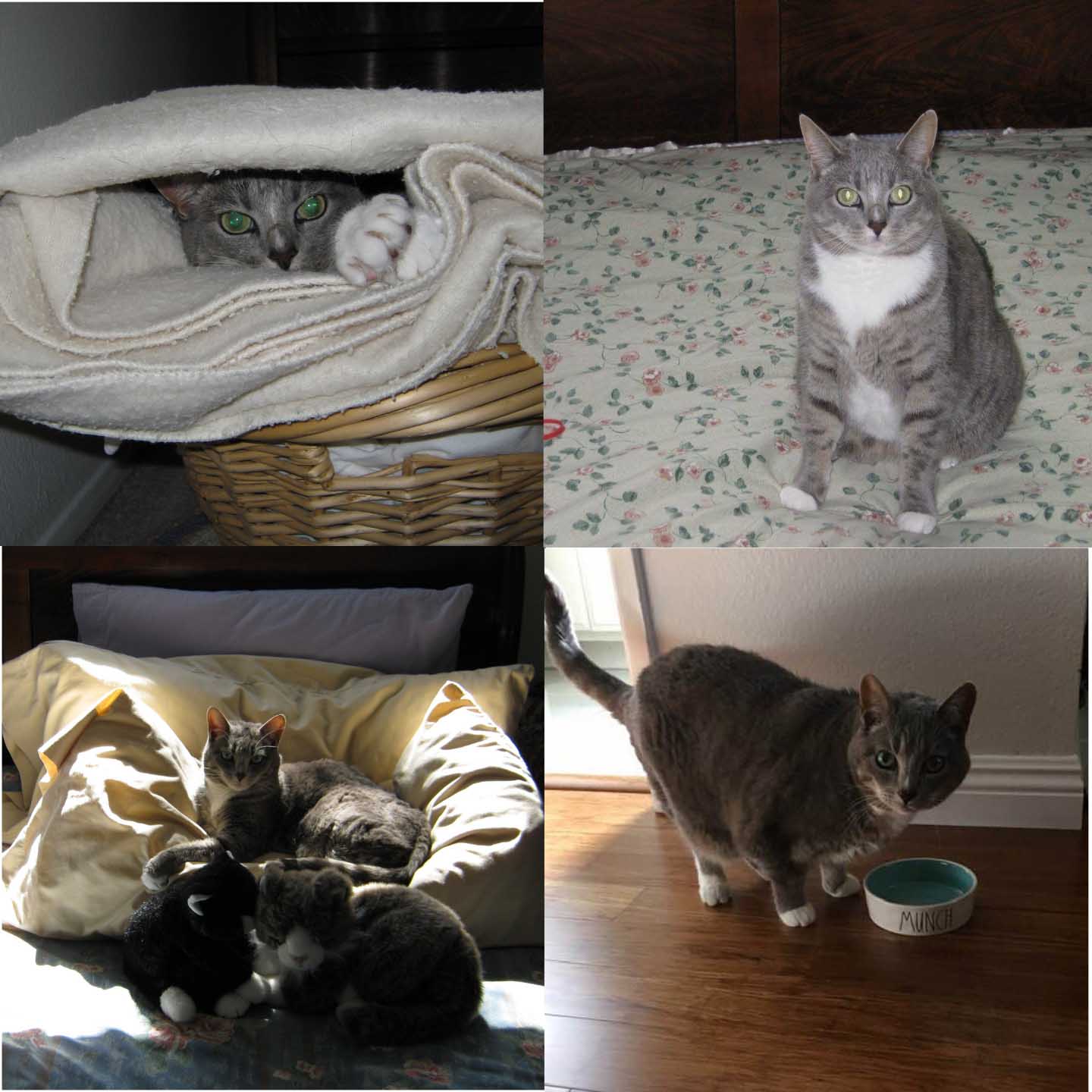 Peach-Pet-Cat-Photo-Collage-1