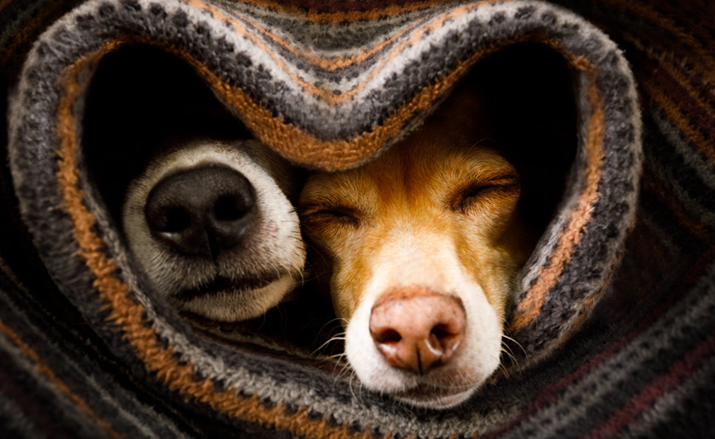 Prescription coverage - Dogs sleeping in rolled up rug