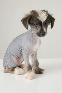are chinese crested dogs good with cats