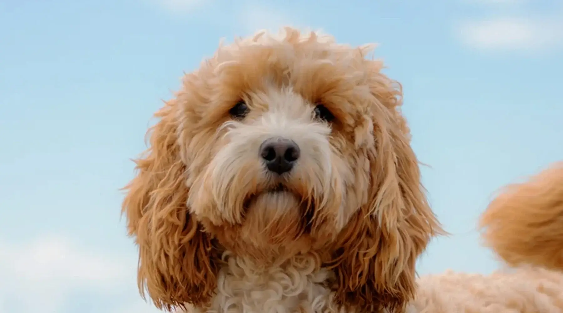 10391C 2025 Spring Companion Pets Best Friend Cockapoo