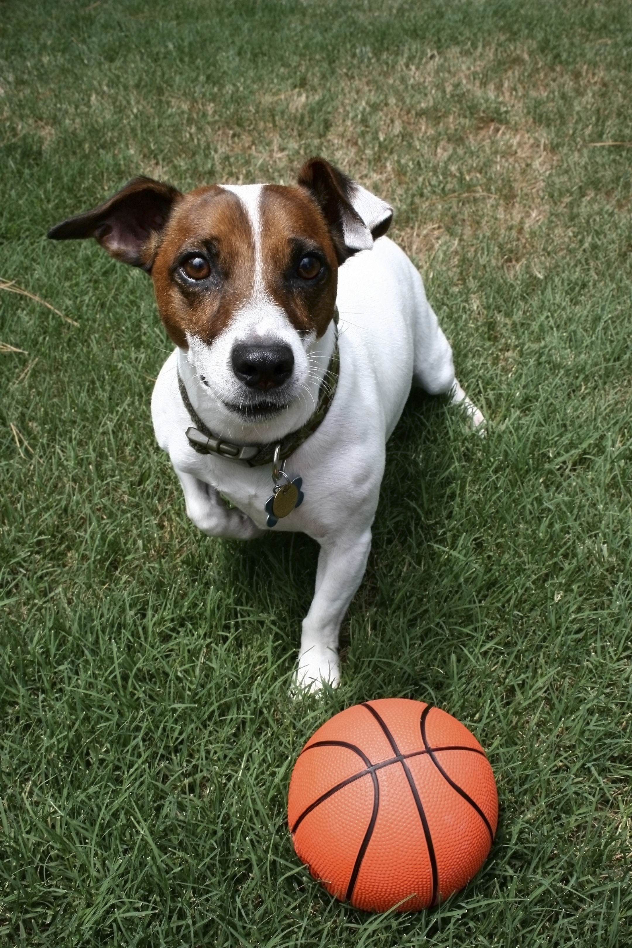 Dog-with-Basketball