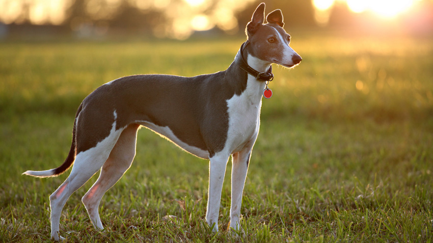 dogs that look like greyhounds