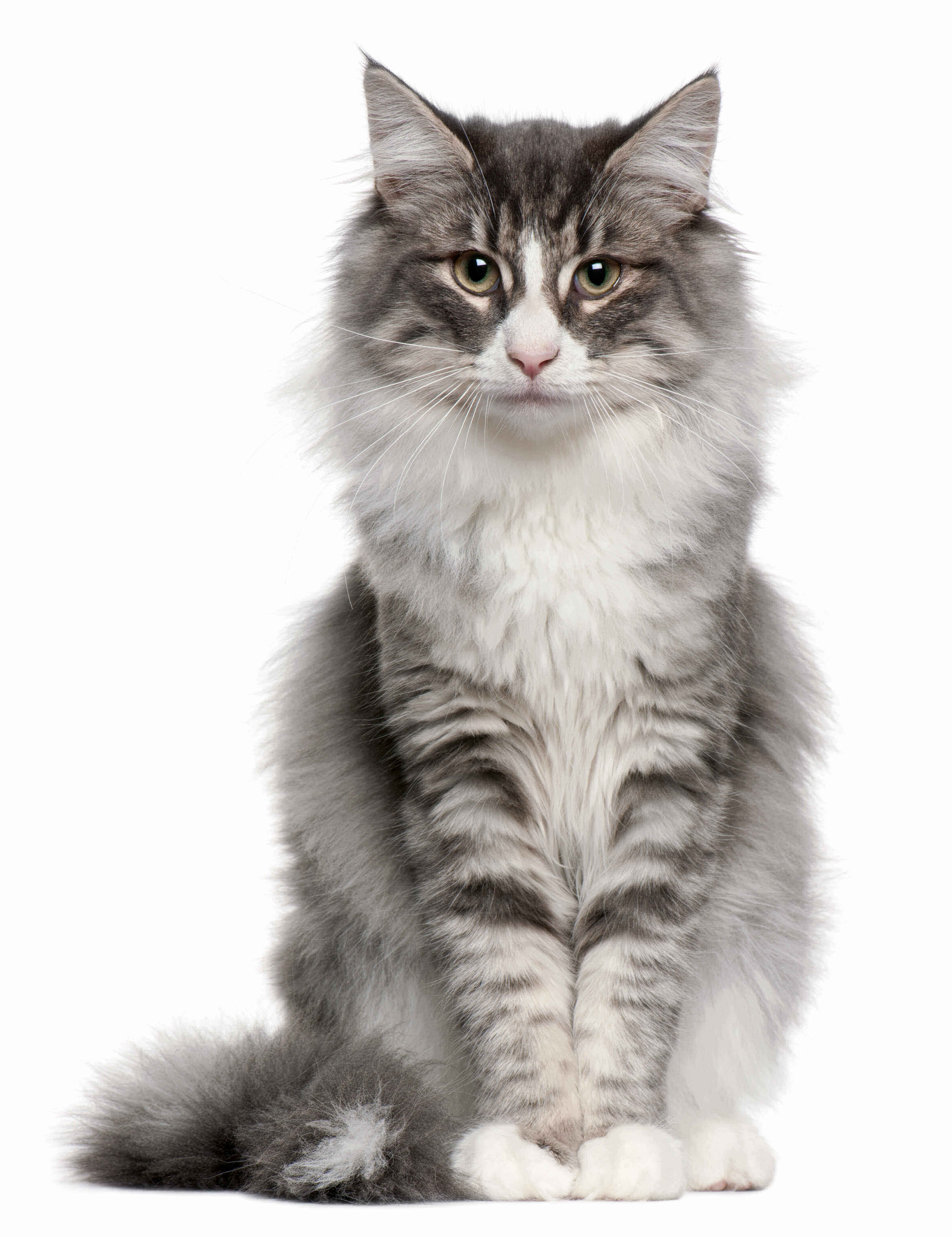 Cat Breeds & Types