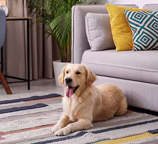 Pet proofing for your dog