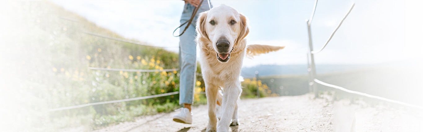 November is Pet Cancer Awareness Month