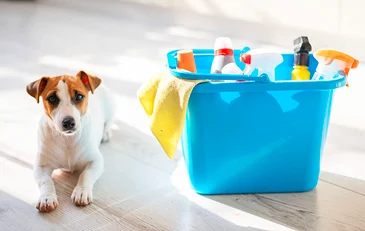 Prevent pet poisoning at home