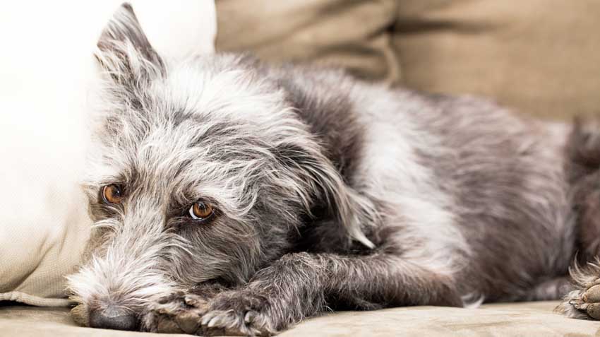 5 Best Vacuums for Pet Hair