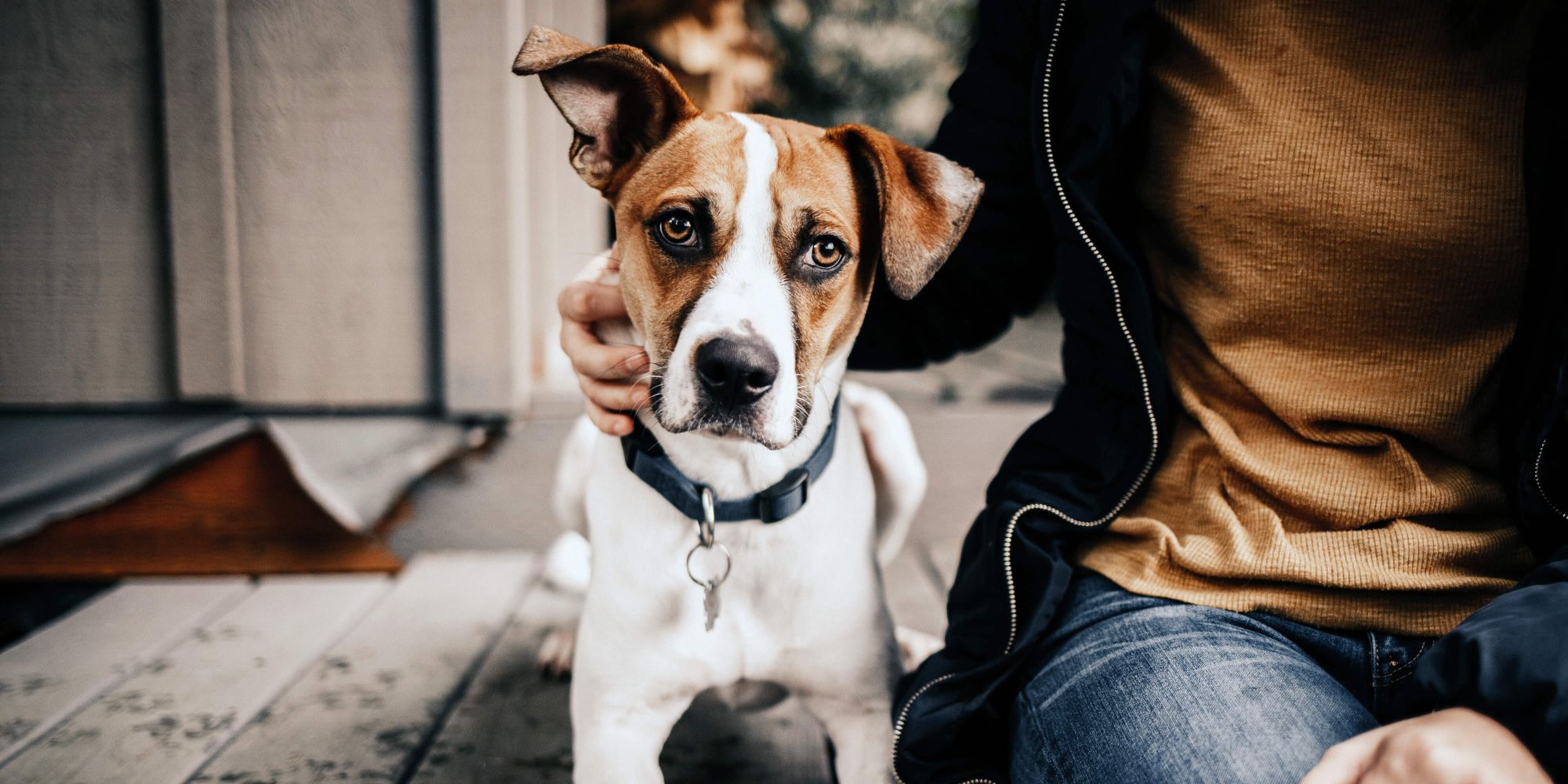 Preventing the winter blues for pets