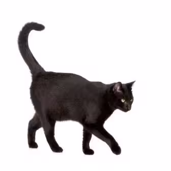 93213715_11