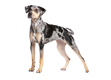 Catahoula leopard dog standing — health planner for puppies through senior dogs