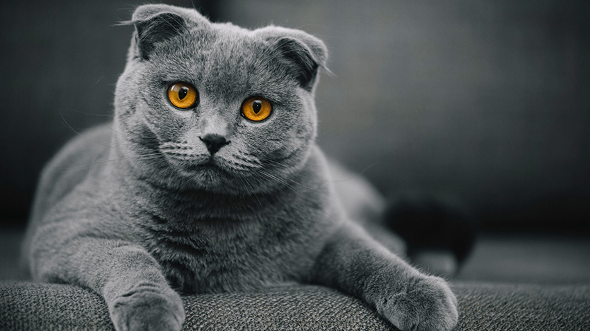 black scottish fold munchkin