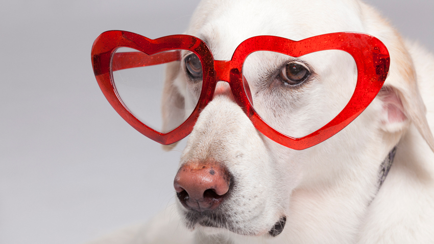 8 Favorite Valentine Treats Can Kill Pets