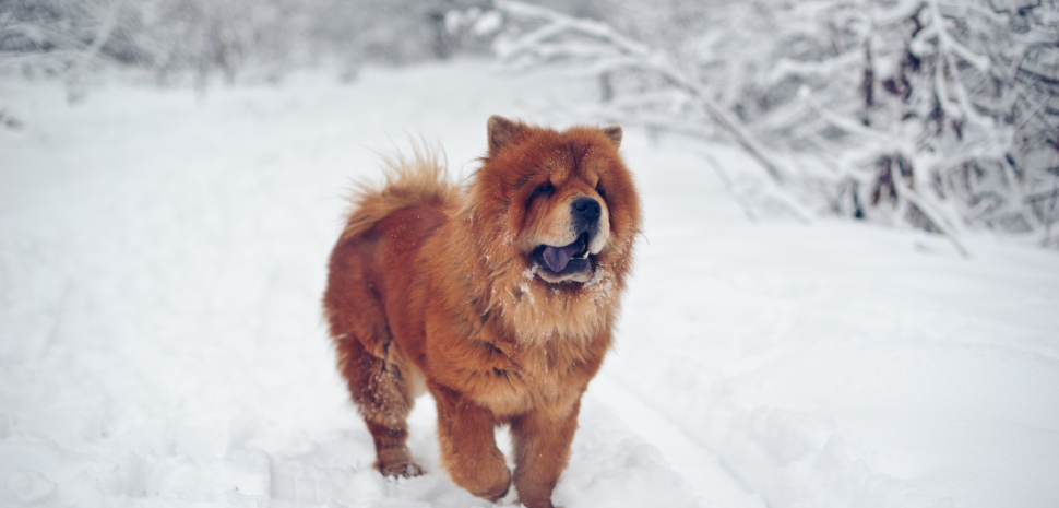 3-Fun fact-Chow chow GettyImages-177372178