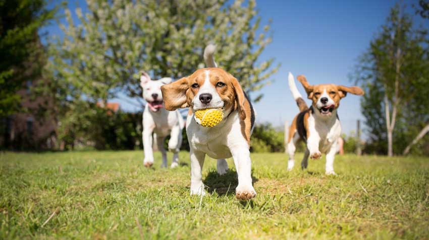 How to pick the best female dog name