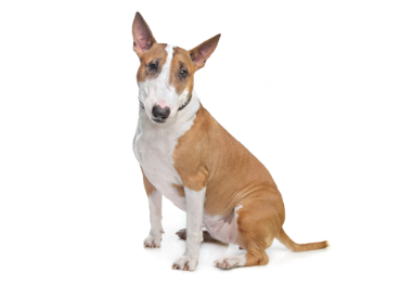 English bull terrier standing — health planner for puppies through senior dogs