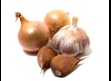 Toxins onion garlic