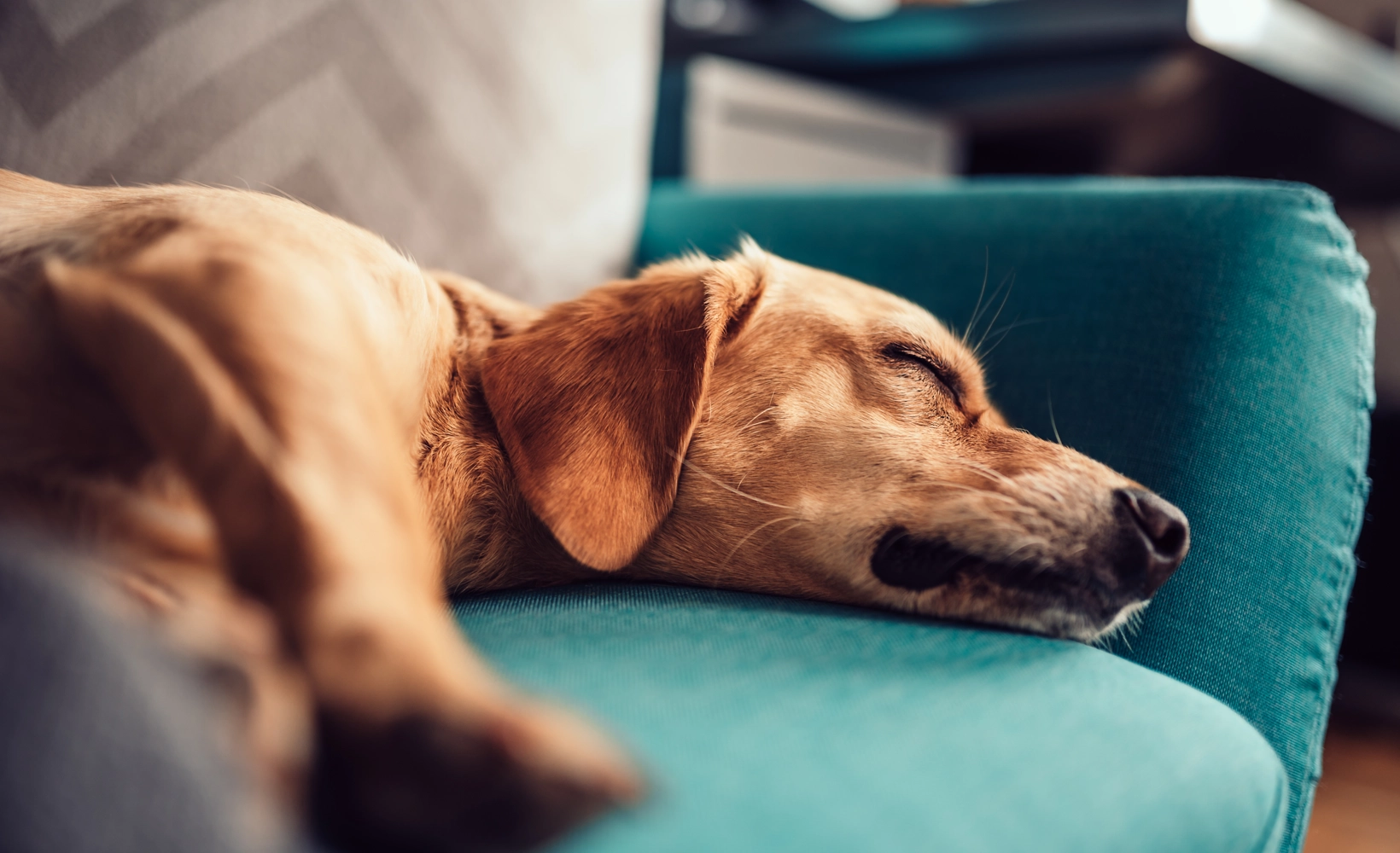 Prescription coverage - Dog sleeping on couch