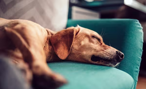 Prescription coverage - Dog sleeping on couch