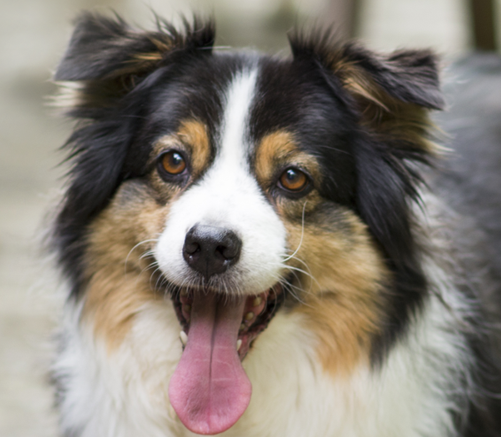 Australian Shepherd Miniature or Toy