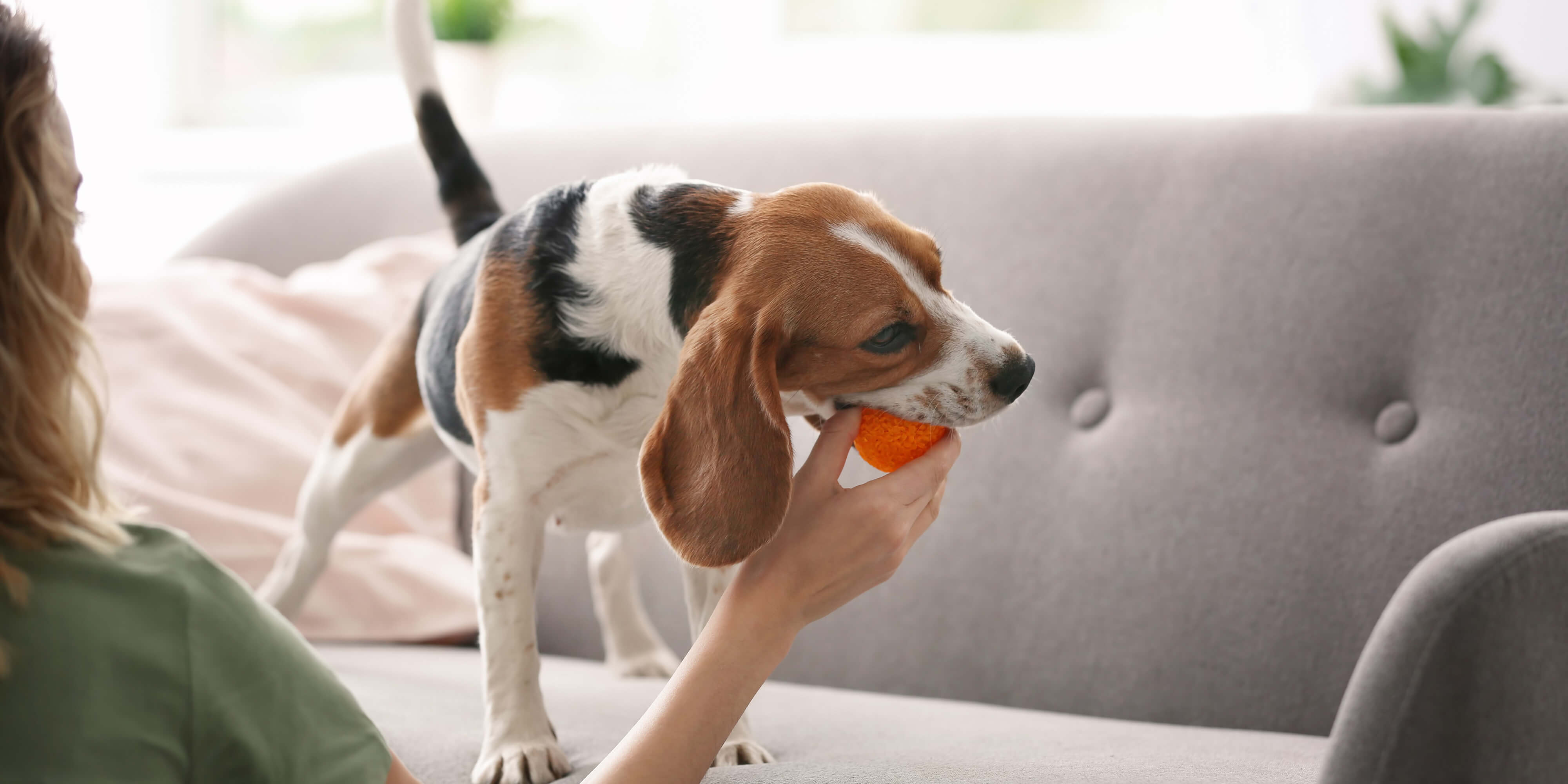 Treat yourself and your pets with Nationwide Perks!