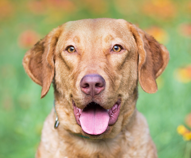 Chesapeake Bay Retriever
