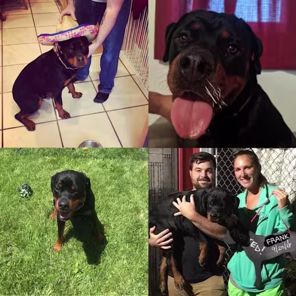 Frank-Photo-Collage-3