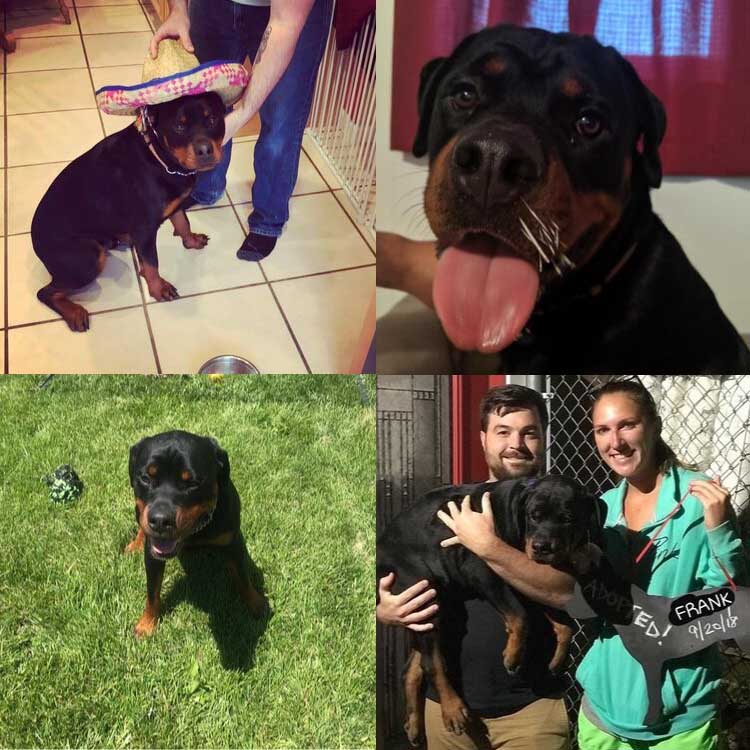 Frank-Photo-Collage-3