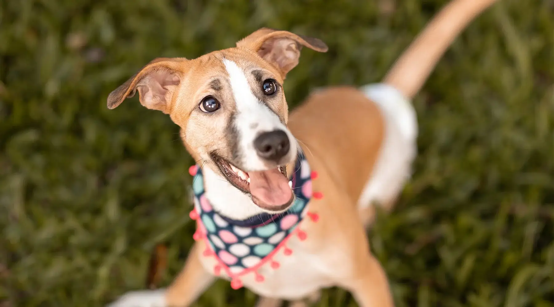 Repurpose some fun with a pet toy craft for Earth Day