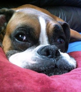 Vinnie-2_HN2-264x300