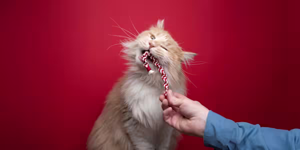 The season of playtime