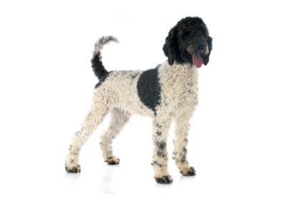 Portuguese Water Dog standing — health planner for puppies through senior dogs