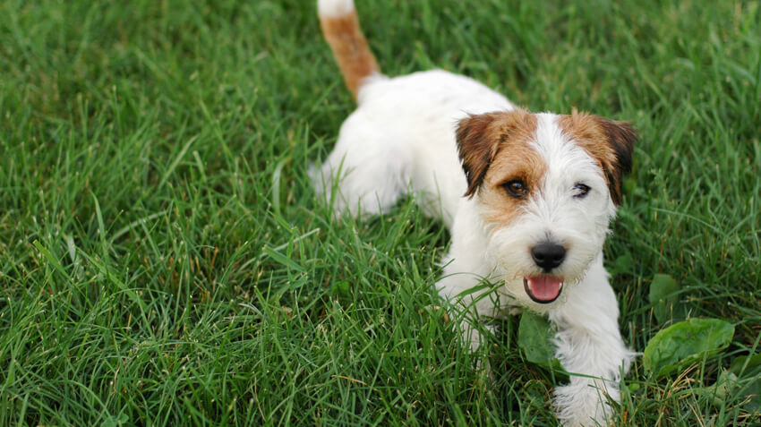5 Things You Didn't Know About Jack Russell Terriers