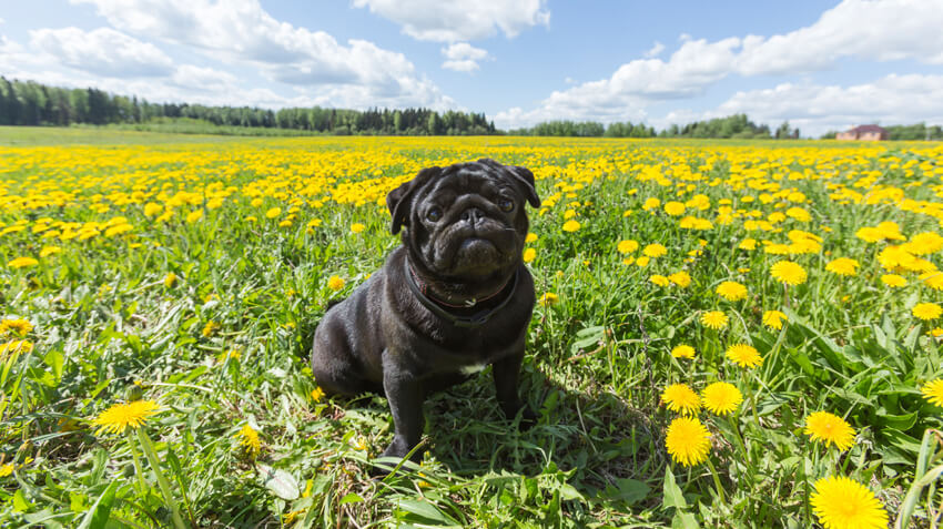 5 Things You Didn't Know About Pugs