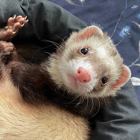 Boo Boo Bean