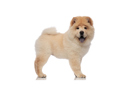 Chow chow standing — health planner for puppies through senior dogs