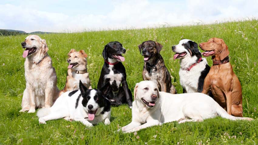 Top 10 Dog Breeds